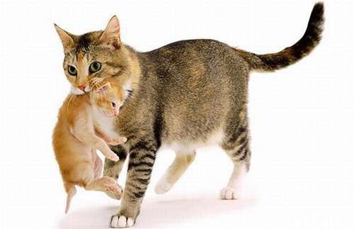 Gatito y madre gata
