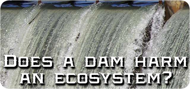 Dam destroys ecosystem
