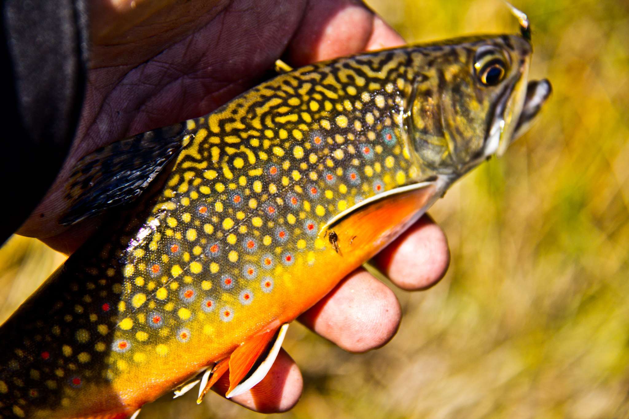 Brook Trout Pictures - Page 13